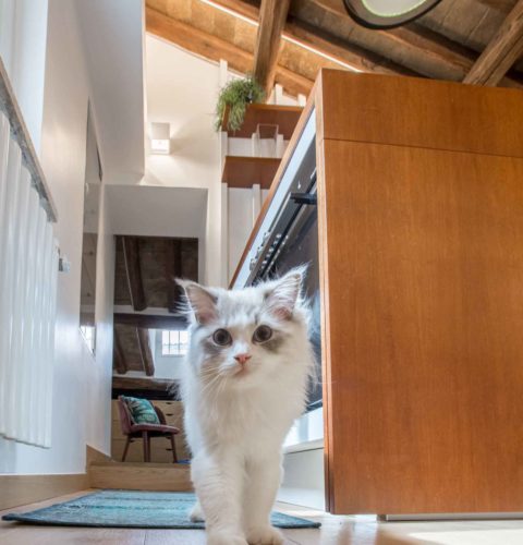 cats-7