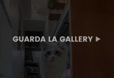 cats-gallery