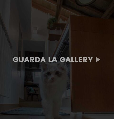 cats-gallery